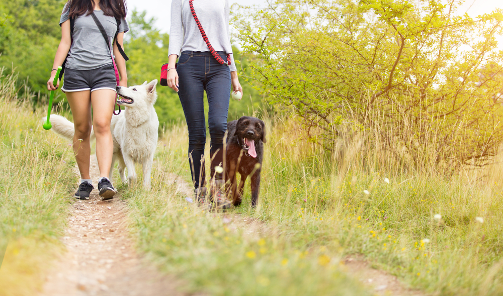 Two people, perhaps a veterinarian and friend, walk two dogs on a dirt path through a grassy field. One dog is white, the other brown. The scene is sunny, with green trees in the background. The casually dressed pair holds the dogs on leashes as they enjoy nature's tranquility.