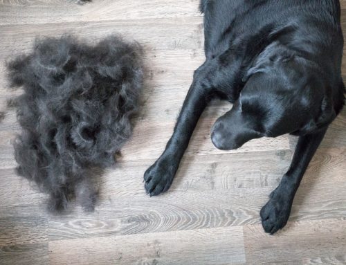 Shedding Light on Why Your Pet Is Losing Hair
