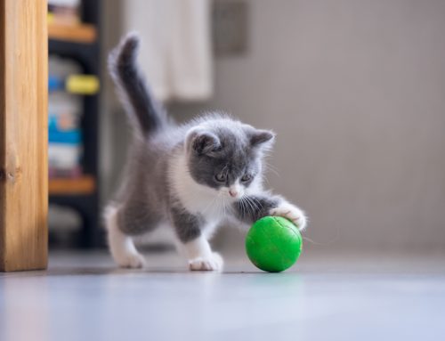 Tips for Raising a Healthy and Well-Adjusted Kitten