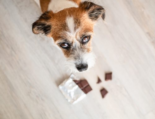 So Your Dog Ate Chocolate: What You Need to Know