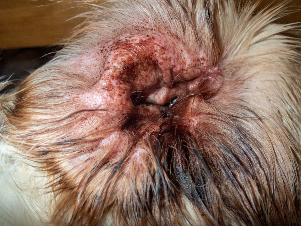 Close-up of a dog's ear showing signs of infection, with red, inflamed skin and irritated areas. The fur surrounding the ear is damp and slightly matted, needing attention from a veterinarian.