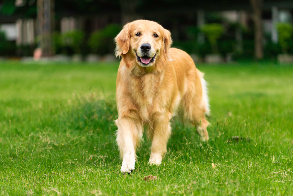 A golden retriever is happily walking on a lush green lawn, its shiny golden coat gleaming in the sun. The dog exudes contentment, much like after a check-up with the vet. The background is blurred with a hint of trees and bushes, adding to the serene scene.