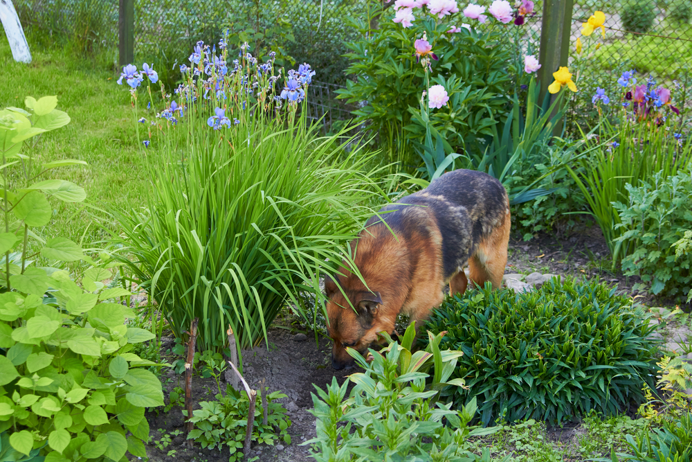 A German Shepherd, destined for a visit to the vet, sniffs the ground in a lush garden filled with various flowers and greenery. Tall irises and peonies surround the dog, while a green lawn and fence are visible in the background.