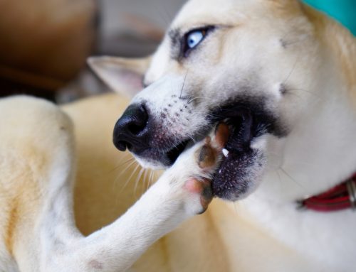 An Unpleasant FAD: Flea Allergy Dermatitis in Pets