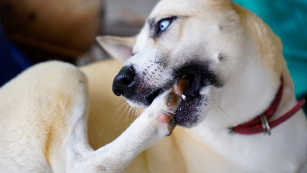 A light-colored dog with striking blue eyes and a red collar playfully bites its back paw, seeming relaxed in an indoor setting—a moment any veterinarian would delight in observing for the pet's health and happiness.