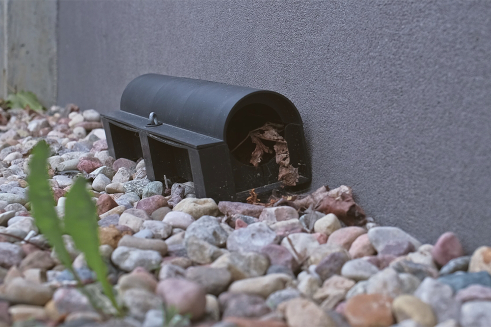 A black plastic mousetrap, resembling a vet's precision, is positioned against a gray wall, surrounded by multicolored gravel and small green plants. The trap is partially filled with dried leaves.