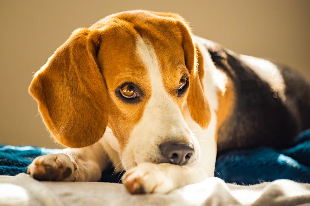 A beagle dog lies on a bed, resting its head on its paw. Sunlight highlights its brown, white, and black fur, and its expressive eyes gaze softly forward. The background is softly blurred, emphasizing the dog's relaxed pose.