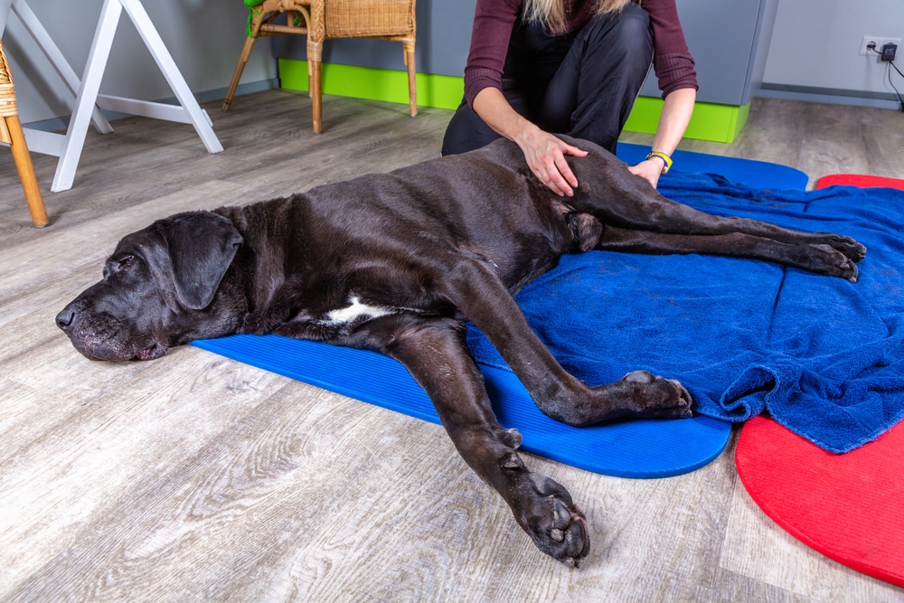 A black dog lying on a blue mat receives therapy from a person kneeling beside it. The person is gently massaging the dog's back leg. The setting is a room with wooden flooring and some furniture in the background.