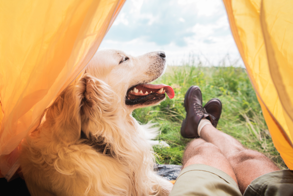 A golden retriever with its tongue out relaxes inside a tent next to a person resting, their legs stretched out. The tent opens to a grassy field under a blue sky, offering a peaceful retreat perfect for both the dog and its veterinarian owner.