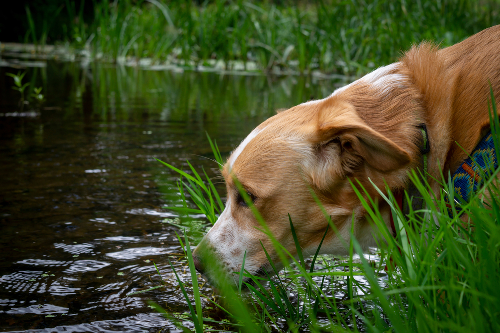 A brown and white dog, soon due for a vet checkup, stands by the edge of a pond, drinking water. The surrounding grass is lush and green.