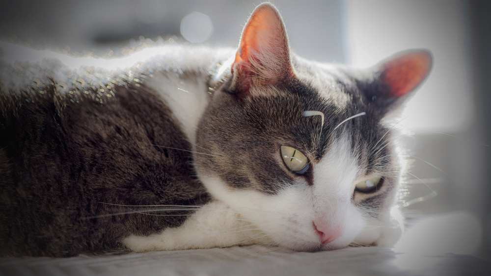 A gray and white cat lies on a soft surface in bright sunlight, appearing relaxed with its head resting on its front paw. Its calm demeanor suggests it's just enjoyed a check-up with the veterinarian. The background is softly blurred, emphasizing the cat's tranquil expression.