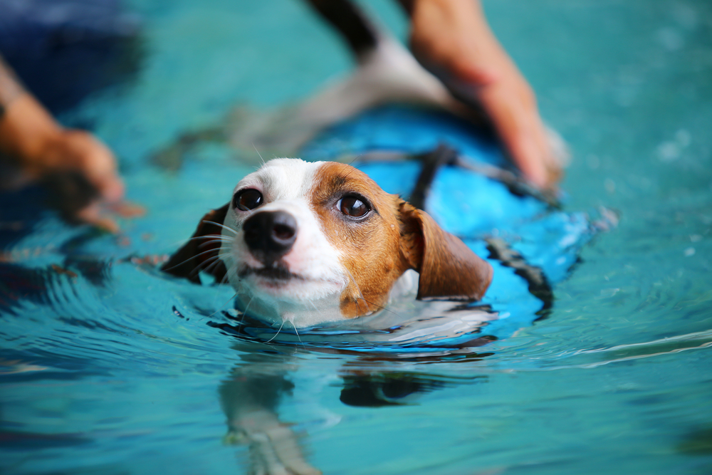 A small brown and white dog, equipped with a blue life jacket, is swimming in a pool under the attentive guidance of a veterinarian. The water is clear, reflecting both the dog's focused expression and the vet’s careful touch.