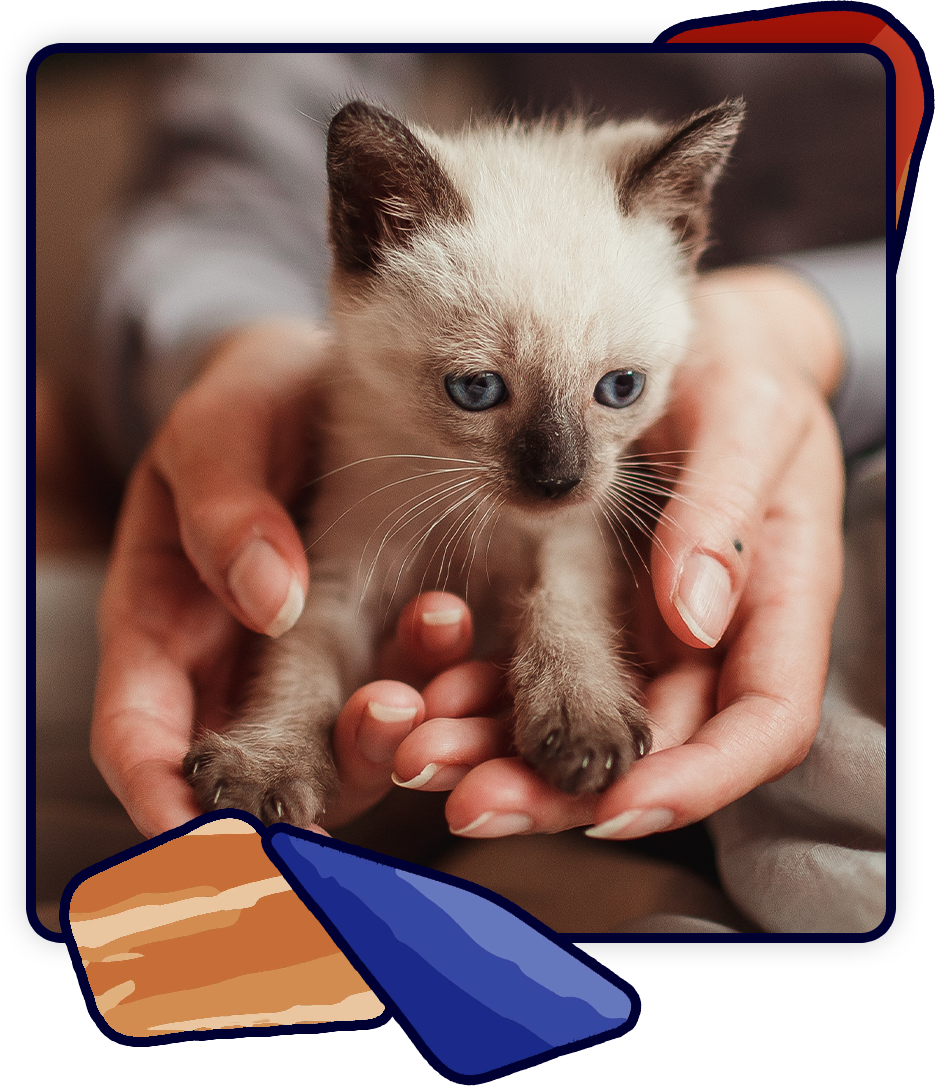 A small Siamese kitten with blue eyes is gently cradled in a veterinarian's hands. The background is blurred, highlighting the kitten's soft fur and attentive gaze.