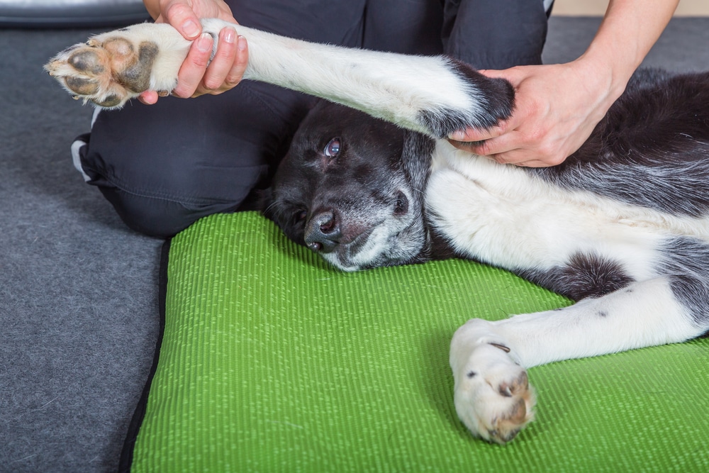 A black and white dog is lying on a green mat while a person gently stretches its front leg. The dog seems relaxed, and the person is assisting carefully, indicating a soothing or therapeutic activity.