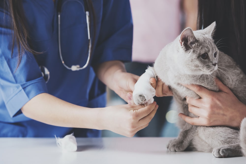 A veterinarian in blue scrubs bandages a gray cat's paw while another person gently holds the cat. The scene takes place on a white table, with medical supplies nearby. The cat looks calm and is being carefully tended to.