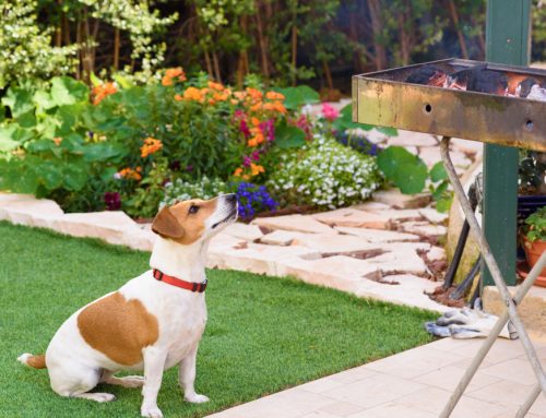5 Pet Safety Tips for Your Next Cookout