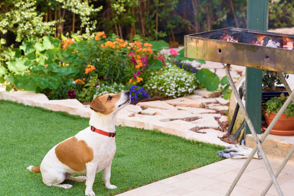 A small dog with a white and brown coat sits attentively on a lawn, its eyes trained on a barbecue grill. The garden, reminiscent of a vet's tranquil oasis, is adorned with colorful flowers and ornamental plants, crafting a vibrant backdrop.