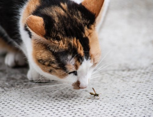 Don’t Bug Me: Bug Bites on Your Pet