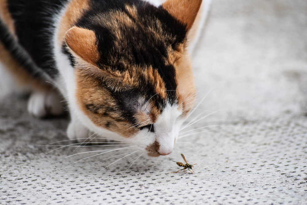 don-t-bug-me-bug-bites-on-your-pet-neighborhood-veterinary-centers