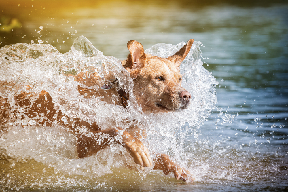 A golden retriever joyfully running through shallow water, creating big splashes. Sunlight illuminates the scene, highlighting the dog's playful expression and shimmering droplets—a picture of perfect health that would make any veterinarian proud.