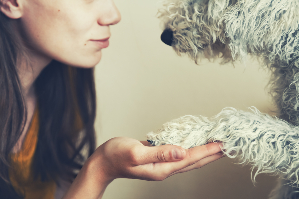 A close-up of a veterinarian gently holding a fluffy dog's paw, conveying a sense of trust and friendship. The blurred background enhances the focus on this tender interaction, capturing the bond between the vet and their canine friend.