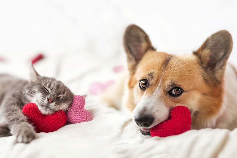 A gray cat and a brown and white dog rest on a white blanket. The cat is sleeping with one paw on a pink knitted heart, while the dog lies awake, holding a red knitted heart in its mouth.