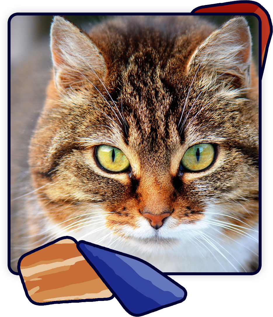 A close-up of a tabby cat with green eyes staring directly at the camera, reminiscent of a beloved patient at a vet's office. The cat has a fluffy coat with brown, black, and white markings. The image is framed with colorful abstract shapes in the corners.