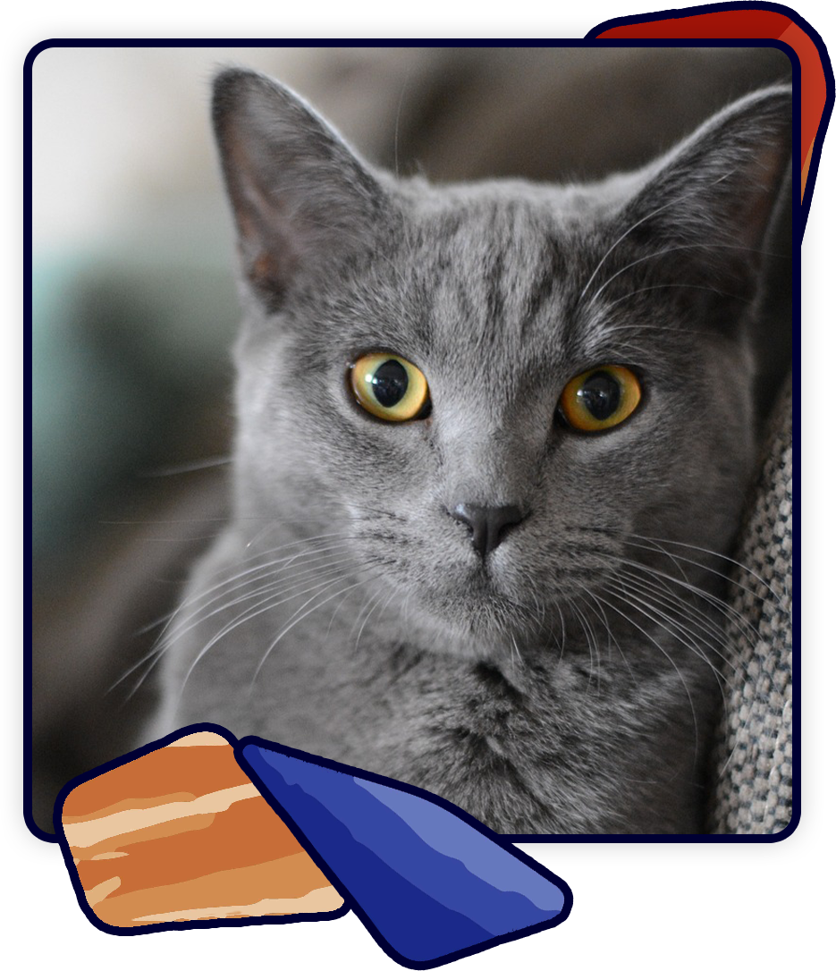 A close-up of a gray cat with bright yellow eyes staring directly at the camera, its gaze reminiscent of a vet's attentive examination. The image is framed by a border with red, blue, and orange corner decorations.