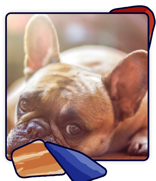 A brown French Bulldog with large ears rests its head on a surface, looking intently at the camera, as if awaiting a treat from its trusted veterinarian. Soft, warm lighting adds a cozy feel while geometric patterns frame parts of the image.