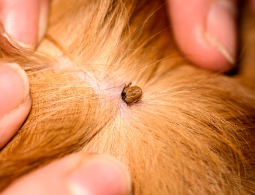 Fighting Off Fleas and Tackling Ticks: Parasite Prevention for Pets