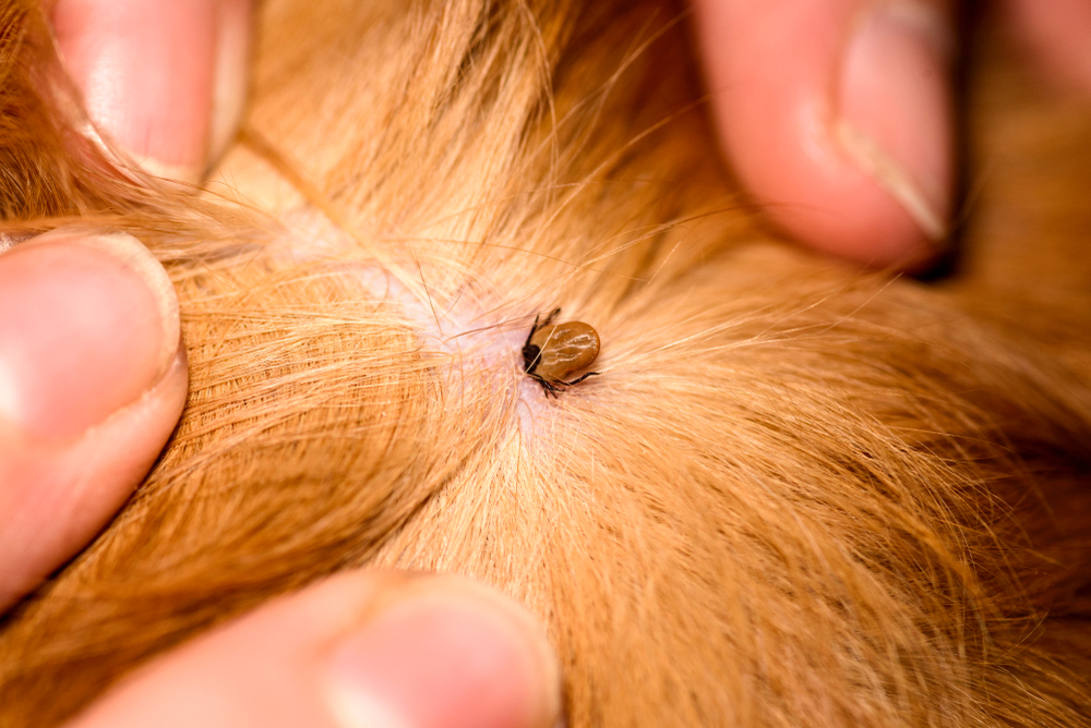 A veterinarian's hands part orange fur to reveal a dark, engorged tick attached to the skin, showcasing the importance of professional care.