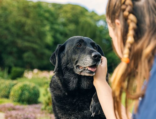 3 Ways to Support Your Senior Pet in Their Golden Years