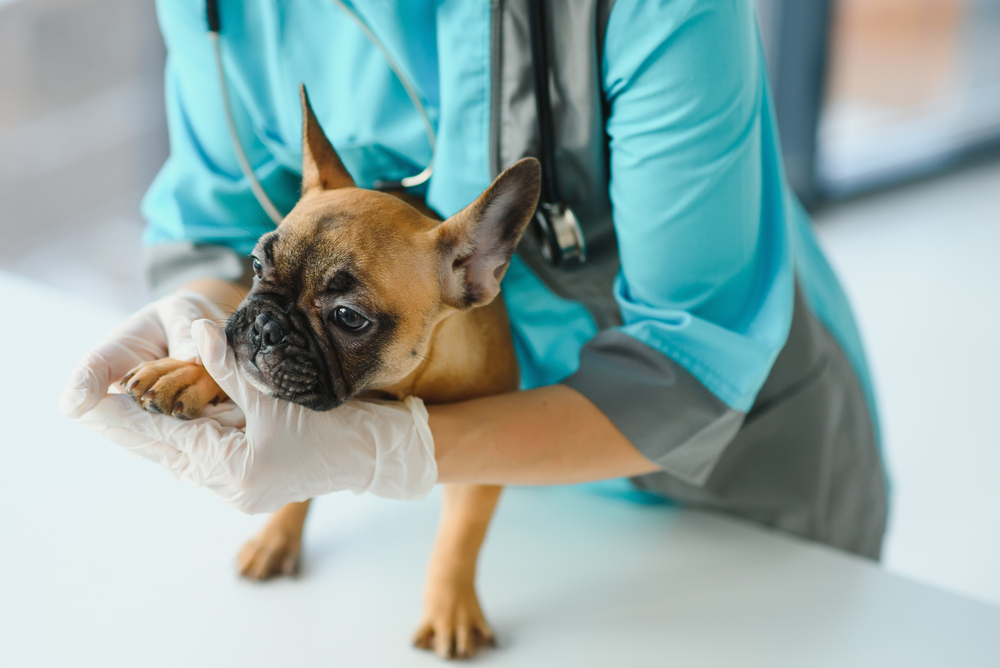 A veterinarian in a blue uniform gently examines the paw of a small brown French Bulldog on a table. The vet is wearing white gloves, and the setting is a bright, clinical room with large windows in the background.