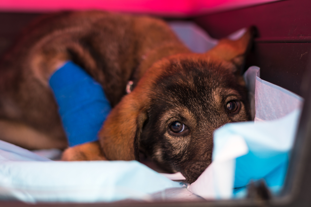 A young, tan and black puppy rests on a blue and white blanket, its leg wrapped in a blue bandage after a recent visit to the veterinarian. The puppy lies down, gazing toward the camera, with the background softly blurred in red and dark tones.