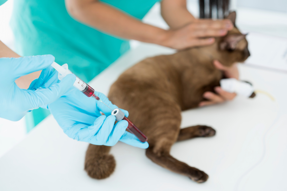 A vet in a teal uniform draws blood from a cat's front leg, holding the syringe filled with dark red blood. The cat lies calmly on a white table, partially restrained by another person's hands.