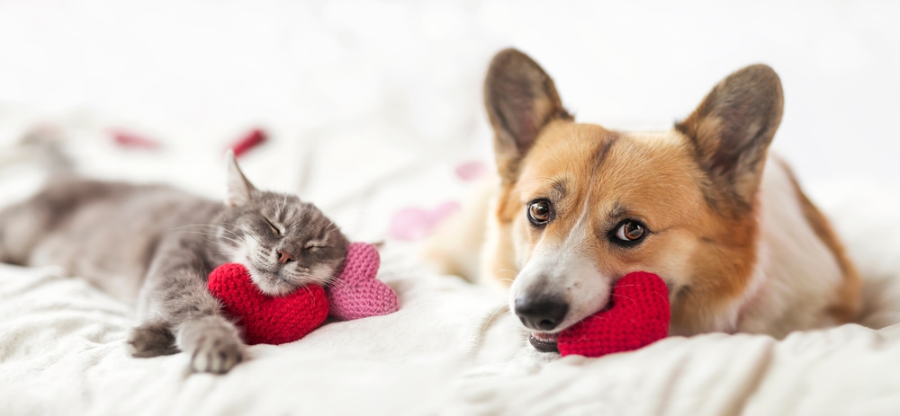 A corgi and a gray cat lie on a bed, each holding a small knitted heart in their mouths. The corgi looks towards the camera, while the cat rests with eyes closed, as if dreaming of visits to their favorite veterinarian. The background is soft and blurred.