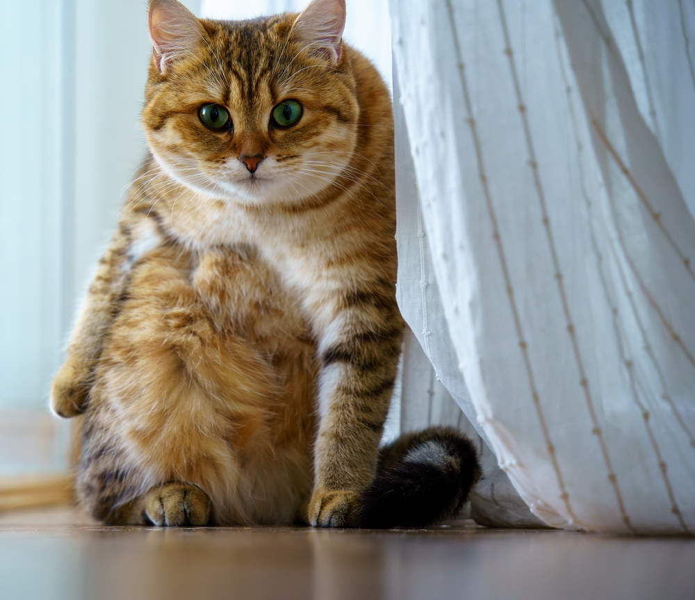 A fluffy, brown and black tabby cat with green eyes sits on a wooden floor near a sheer white curtain, looking directly at the camera as if waiting for its next vet visit.