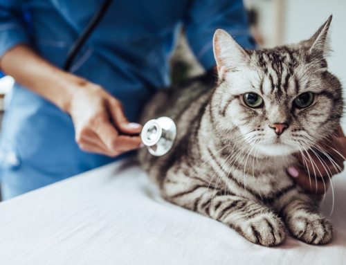 5 Reasons Why Your Cat Needs Regular Veterinary Care