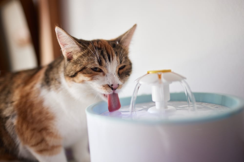 A calico cat drinks water from a pet fountain with a focused expression. The fountain has a white base with a slight blue tinge and a small stream of water flowing into a bowl.