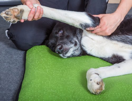 Veterinary Rehabilitation: Physical Therapy for Pets