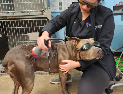 What is Cold Laser Therapy for Pets?