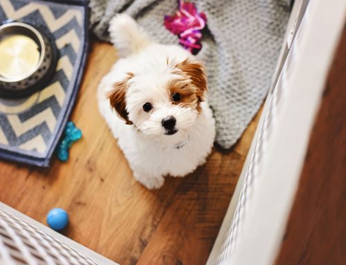 Puppy Crate Training: An Essential Skill