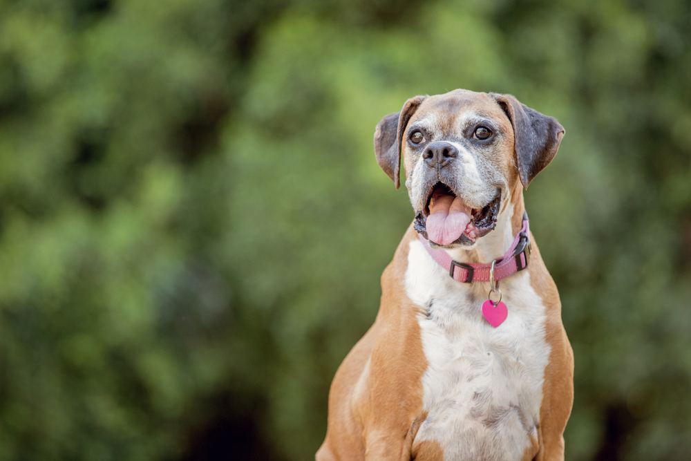 A happy brown and white dog with a pink collar and heart-shaped tag sits in front of a blurred green background, panting and looking slightly to the side, as if waiting for its favorite vet.