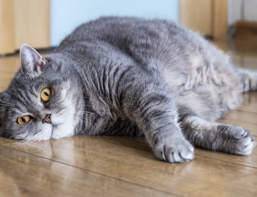 Weight a Minute: How To Assess Your Pet’s Weight in 60 Seconds
