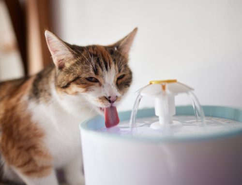 Identifying Changes in Your Pet’s Eating and Drinking Habits