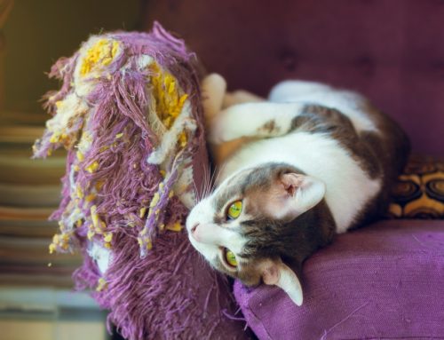 Unraveling the Mystery of Cat Scratching