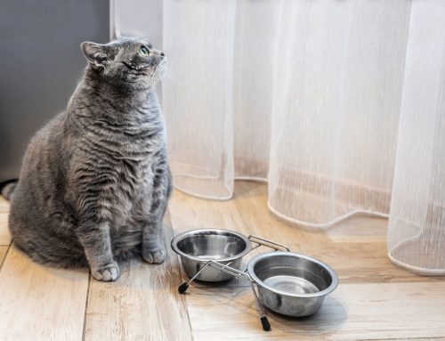 A Pet Owner’s Guide to Pet Obesity Prevention