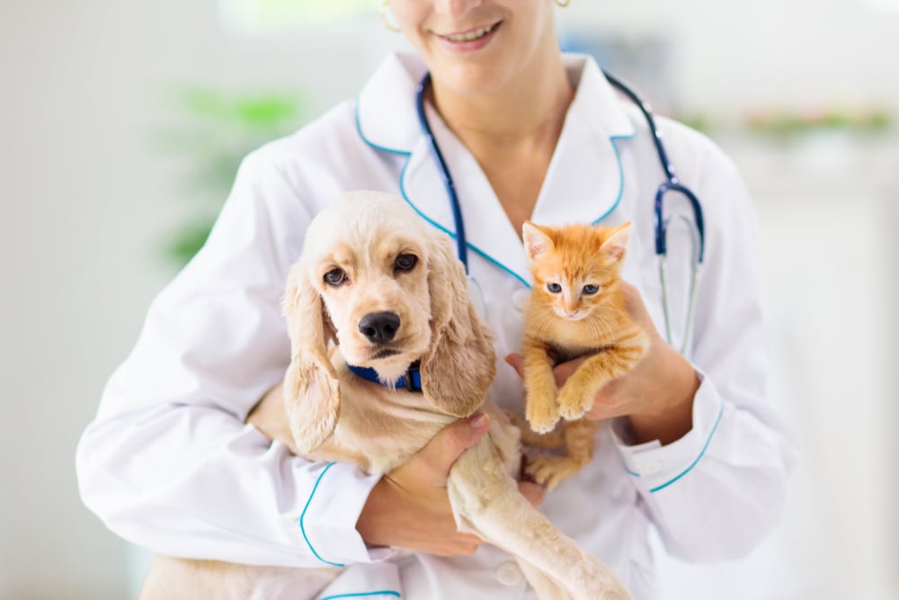 A vet in a white coat holds a small brown dog and an orange kitten in a bright examination room. The veterinarian has a stethoscope around their neck, smiling as they look at the animals.