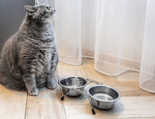 A Pet Owner’s Guide to Pet Obesity Prevention