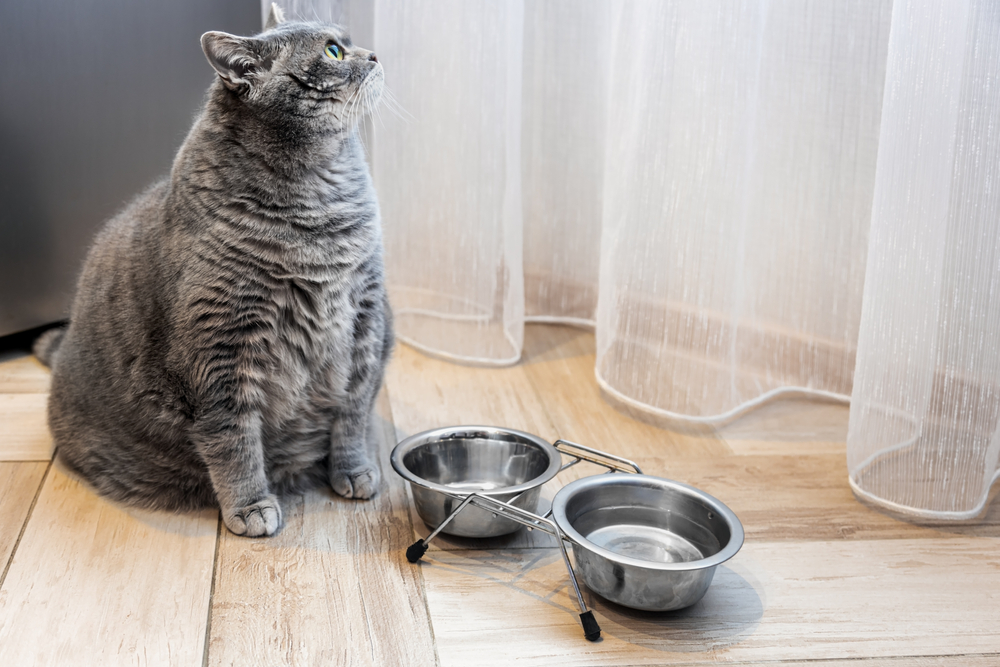 A chubby gray tabby cat sits on a wooden floor next to two empty metal food bowls, looking upward as if expecting a visit from the veterinarian. Sheer curtains sway gently in the background.